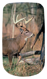 DAROYAL 302 White Tail Crusing